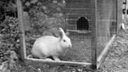 Image result for Rabbits live<a href=