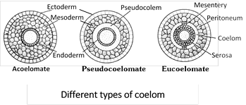 types of coelom