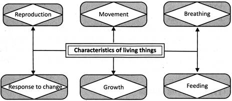 Non Living Things Chart