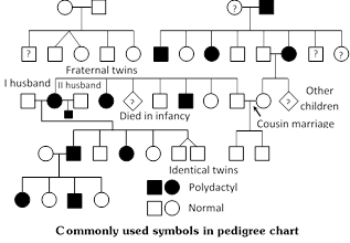 Pedigree Chart Symbols Used