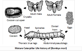 Explain the life cycle of silk moths.