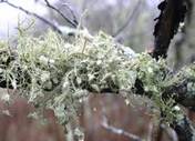 lichens.jpg